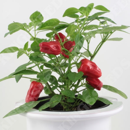 Picture of Capsicum Chilli Pepper Hot Pot